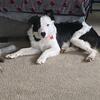 11 monthold Border Collie male