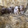 Akc Pomeranian puppies