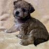 8 week old Matese, shih-zu and yorkie mix puppy