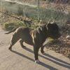 American Bully looking for a GREAT HOME.  