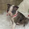 Registered Boston Terrier Puppies