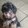 Yorkiepoo 2 years old adopting to new home