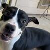 Free to Loving Home Female American Bully/Pit Bull