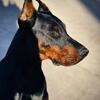 EUROPEAN DOBERMAN PUPPIES UPCOMING