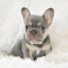 AKC French bulldog