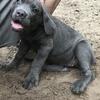 Beautiful Cane corso puppies