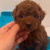 Toy poodle