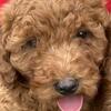 Red Mini F1b Goldendoodles
