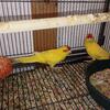 Kakariki pair available 