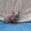 Sphynx Sphinx kittens, Tica, Blue eyes, Ohio, Michigan, Indiana