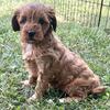 Cavapoo Puppy Dog for Sale- No puppy Mill