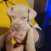 Great Dane puppy with rehoming fee 300.00 