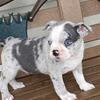 PUREBRED BOSTON TERRIER PUPPIES