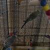 Parakeets for sale
