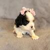 AKC Cavalier King Charles Spaniel Puppies