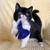 Cuddly Tuxedo ESH Boy!!