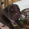 AKC Labrador retriever Christmas puppies for sale