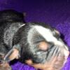 English bulldogge puppies.