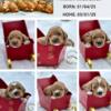 Goldendoodle Puppy (female) Available 03/01/25 