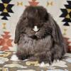 ~*Holland lop Doe*~