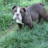 Akc English Bulldog puppy