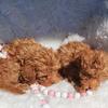 Cavapoo Puppies