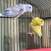 Parrotlet pair for sale dark factor pied cobalt male, and yellow female