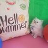 Persian Kittens