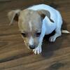 Jack Russell Pups
