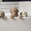 Reduced and Ready to go Gorgeous goldendoodle puppies ready, and waiting for you