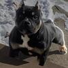 American Bully Pocket