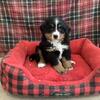 Bernese Mountain Boys, Rozet, Wyoming, Litter of 2