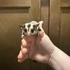 Female sugar glider Joey standard het creamino