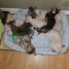 Snow Bengal Kittens 