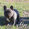 French Bulldog STUD service $500