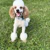 Miniature Poodle