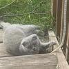 Adopted. Female scottish fold