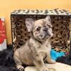 Free Fluffy French Bulldog Pups