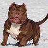 Open for Stud American Bully ABKC Registered - Let’s Work!