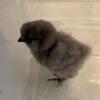 Silkie chicks 