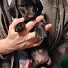 Dachshund Puppies 