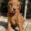 Red F1B Labradoodle Puppy