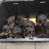 Rottweiler puppies 