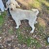 Re-home female Standard poodle