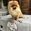 Pomeranian 