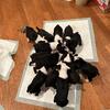 For Sale: Boston Terrier CKC Registered Purebred Puppies
