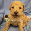 AKC Toy Poodle Puppies.Ready January 7!