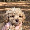 CKC Cockapoo Puppies Latte