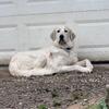 Great Pyrenees Puppies Ohio 