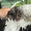 Marmoset monkey babies